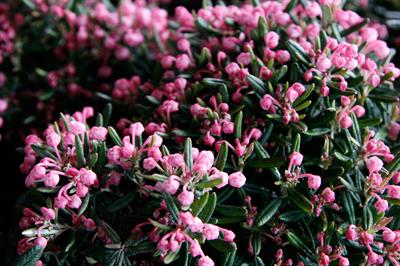 Andromeda polifolia